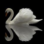 La Quinta de Sibelius: «el incomparable himno de los cisnes»