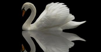 La Quinta de Sibelius: «el incomparable himno de los cisnes»